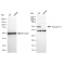 KD-Validated AQP1 Rabbit mAb (20 μl)
