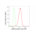 KD-Validated LAMP2 Rabbit mAb (20 μl)