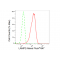 KD-Validated LAMP2 Rabbit mAb (20 μl)