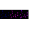 KD-Validated LAMP2 Rabbit mAb (20 μl)