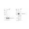 KD-Validated LAMP2 Rabbit mAb (20 μl)