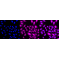 KD-Validated BubR1 Rabbit mAb (20 μl)