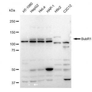 KD-Validated BubR1 Rabbit mAb (20 μl)