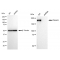KD-Validated Tuberin Rabbit mAb (20 μl)