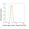 KD-Validated FTH1 Rabbit mAb (20 μl)