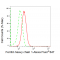 KD-Validated FTH1 Rabbit mAb (20 μl)