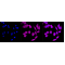 KD-Validated FTH1 Rabbit mAb (20 μl)