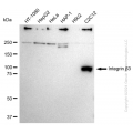 KD-Validated ITGB3 Rabbit mAb (20 μl)
