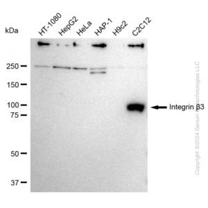 KD-Validated ITGB3 Rabbit mAb (20 μl)