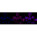 KD-Validated Phospho-GSK3B (Ser9) Rabbit mAb (20 μl)
