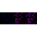 KD-Validated ACAD3 Rabbit mAb (20 μl)