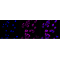 KD-Validated ACAD3 Rabbit mAb (20 μl)