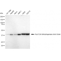 KD-Validated ACAD3 Rabbit mAb (20 μl)