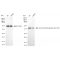 KD-Validated ACAD3 Rabbit mAb (20 μl)