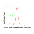 KD-Validated ACAT Rabbit mAb (20 μl)