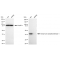KD-Validated ACAT Rabbit mAb (20 μl)