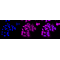 KD-Validated BAG3 Rabbit mAb (20 μl)