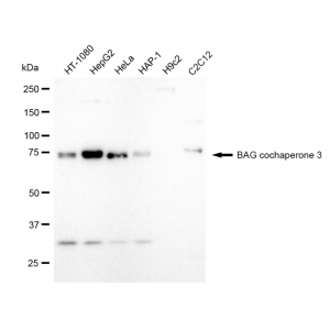 KD-Validated BAG3 Rabbit mAb (20 μl)