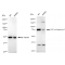 KD-Validated BAG3 Rabbit mAb (20 μl)