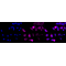 KD-Validated CCNB1 Rabbit mAb (20 μl)