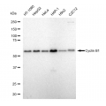KD-Validated CCNB1 Rabbit mAb (20 μl)