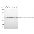 KD-Validated AAMP Rabbit mAb (20 μl)