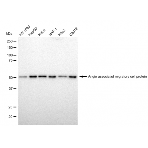 KD-Validated AAMP Rabbit mAb (20 μl)