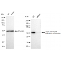 KD-Validated AAMP Rabbit mAb (20 μl)