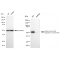 KD-Validated AAMP Rabbit mAb (20 μl)