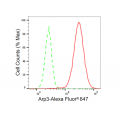 KD-Validated Arp3 Rabbit mAb (20 μl)