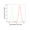 KD-Validated Arp3 Rabbit mAb (20 μl)