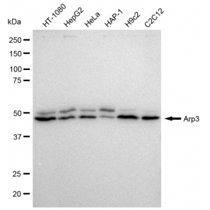KD-Validated Arp3 Rabbit mAb (20 μl)