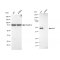KD-Validated Arp3 Rabbit mAb (20 μl)