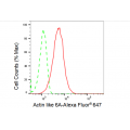 KD-Validated ACTL6A Rabbit mAb (20 μl)