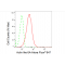 KD-Validated ACTL6A Rabbit mAb (20 μl)