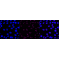KD-Validated ACTL6A Rabbit mAb (20 μl)