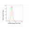 KD-Validated ACSS2 Rabbit mAb (20 μl)