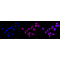 KD-Validated DAXX Rabbit mAb (20 μl)