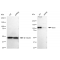 KD-Validated DAXX Rabbit mAb (20 μl)