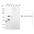 KD-Validated CA9 Rabbit mAb (20 μl)