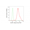 KD-Validated EGFR Rabbit mAb (20 μl)