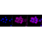 KD-Validated EGFR Rabbit mAb (20 μl)