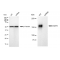 KD-Validated EGFR Rabbit mAb (20 μl)