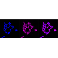 KD-Validated ADK Rabbit mAb (20 μl)