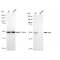 KD-Validated ADK Rabbit mAb (20 μl)