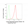 KD-Validated CDKN1B Rabbit mAb (20 μl)