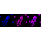 KD-Validated CDKN1B Rabbit mAb (20 μl)