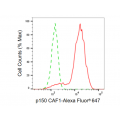 KD-Validated p150 CAF1 Rabbit mAb (20 μl)
