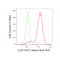 KD-Validated p150 CAF1 Rabbit mAb (20 μl)