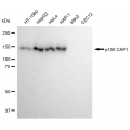 KD-Validated p150 CAF1 Rabbit mAb (20 μl)